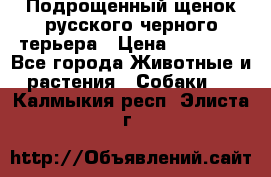 Подрощенный щенок русского черного терьера › Цена ­ 35 000 - Все города Животные и растения » Собаки   . Калмыкия респ.,Элиста г.